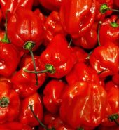 Box of Red Hot Pepper 4KG |  Habanero | Ata Rodo | Scotch Bonnet | Capsicum Chinense